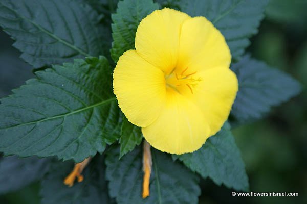 Turnera ulmifolia, Ramgoat dashalong, Yellow Buttercups, Yellow Alder, Sage Rose, טורנרה בוקיצתית 
