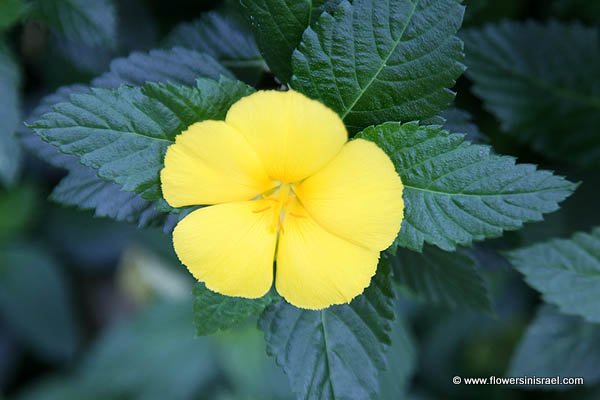 Turnera ulmifolia, Ramgoat dashalong, Yellow Buttercups, Yellow Alder, Sage Rose, טורנרה בוקיצתית 