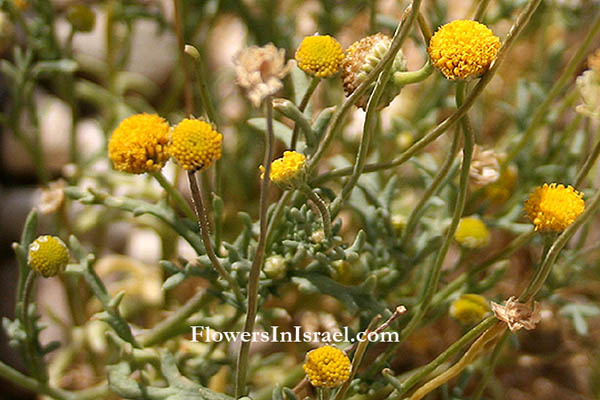 Botany, Israel, Nature, Wildflowers