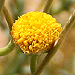 Aaronsohnia factorovskyi, Flowers, Israel