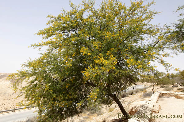 Vilda blommor i Israel