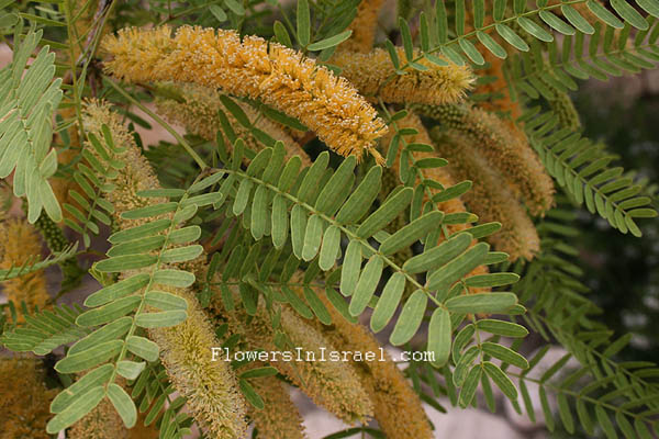 Acacia laeta, Gay Acacia, שיטה רעננה, Israel Wildflowers - פרחי בר בישראל