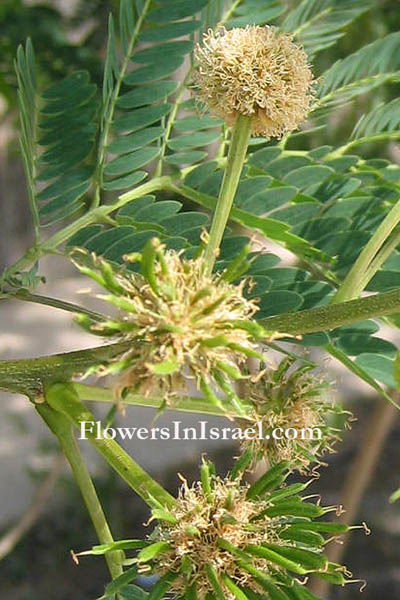 Acacia pachyceras, Acacia negevensis, Acacia gerrardii, שיטת הנגב, سنط غليظ الحبوب 