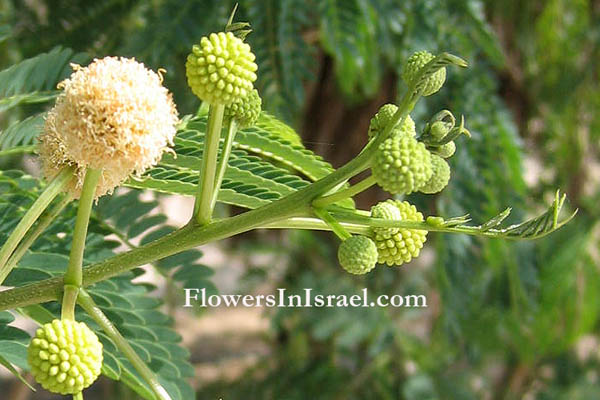 Israel Native Plants, Botany