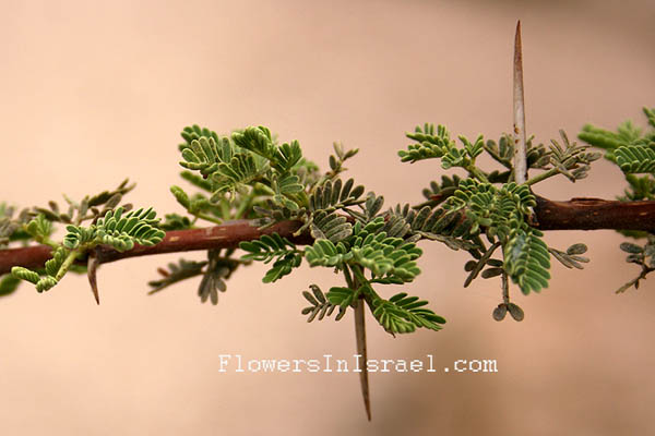 Israel Wildflowers, Acacia raddiana, Twisted Acacia, Common Acacia, שיטה סלילנית