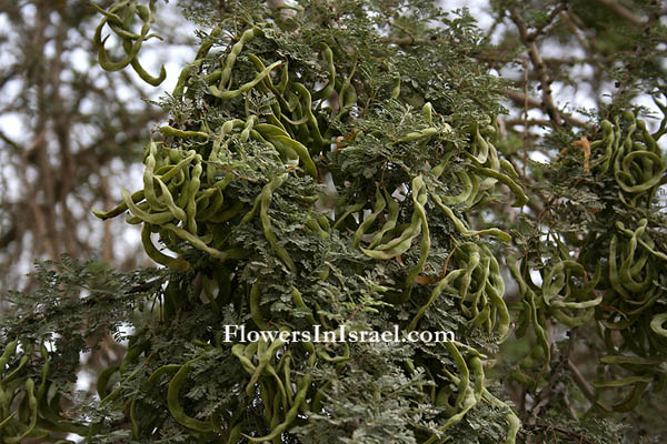 Acacia raddiana,Twisted Acacia,Common Acacia, שיטה סלילנית