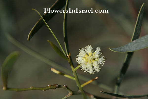 Israel wild flowers  - פרחי ארץ ישראל