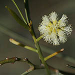 Acacia salicina, Flowers, Israel