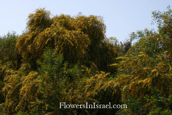 Israel, Botany, Wildflowers, Nature