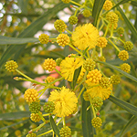 Acacia saligna, Flowers, Israel