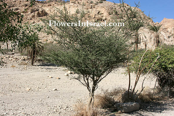 Acacia tortilis, Umbrella Thorn Acacia, שיטת הסוכך, السنط الملتوي