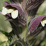 Acanthus syrica, Flowers, Israel