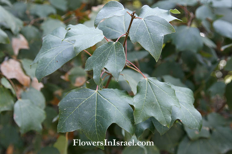 Flowers of Israel - Acer obtusifolium, Acer syriacum, Syrian Maple,القيقب العريض الأوراق,אדר סורי