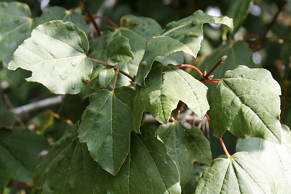 Acer obtusifolium, Acer syriacum, Syrian Maple,אדר סורי, القيقب العريض الأوراق