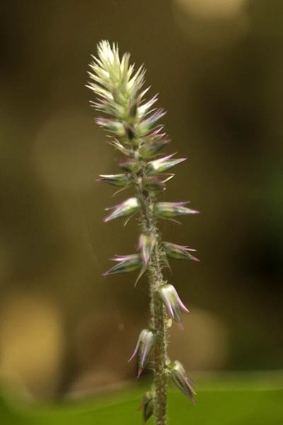 Achyranthes aspera, Washerman's plant, Prickly chaff flower, Devil's horsewhip, چرچٹہ آشنین ,רב-מוץ מחוספס