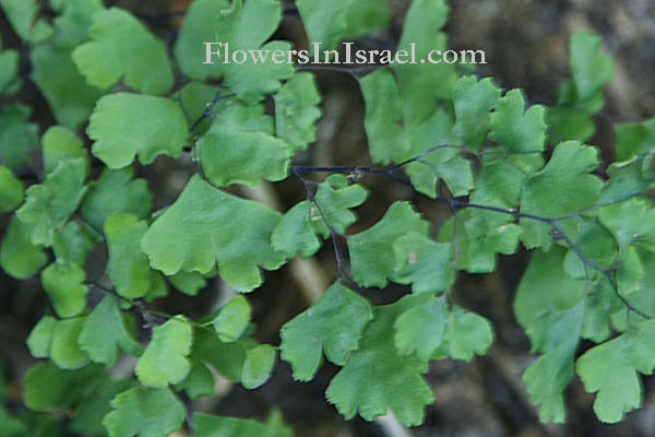 Adiantum capillus-veneris, Southern maidenhair fern, كزبرة البئر  ,שערות שולמית,פרחים וצמחי בר בארץ ישראל, בוטניקה