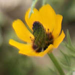 Adonis dentata, Toothed Pheasant's Eye, דמומית משוננת, Yellow Flowers