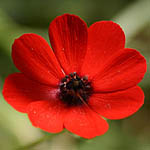 Adonis microcarpa, Israel, Red flowers