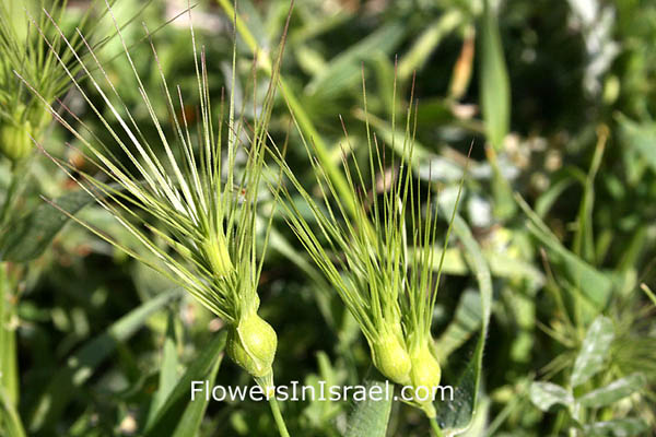 Israel, Nature, Botany, Wildflowers