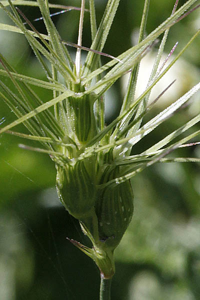 Aegilops geniculata, Aegilops ovata, Ovate goat-grass, בן-חיטה ביצני, دوسر ركبي