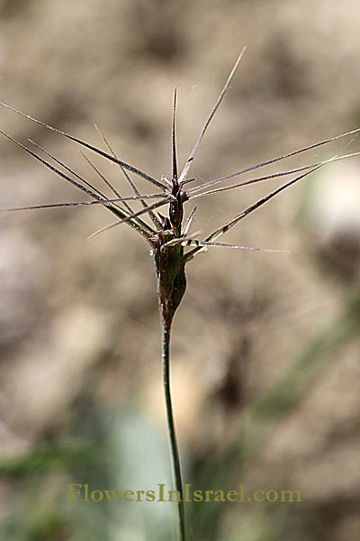 Aegilops peregrina, Aegilops variabilis, Goatgrass, בן-חיטה רב-אנפין