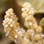 Aerva javanica, Israel, Membranous Flowers (Membrane)