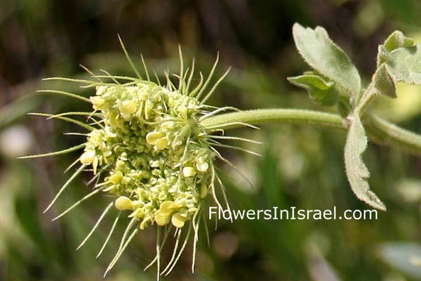 Tordylium trachycarpum, Ainsworthia trachycarpa, Cow parsnip, סלסילה מצויה