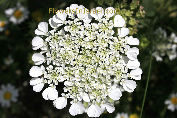 Israel, Flora, Tordylium trachycarpum, Ainsworthia trachycarpa, Cow parsnip,طرديلن خشن الثمار ,סלסילה מצויה