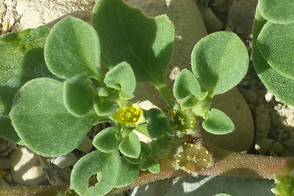 Aizoon canariense, Aizoon procumbens, Glinus chrystallinus, Canarian Aizoon, Purslane-leaved aizoon, חיעד קנרי, حدق , مليح , كشة البلد