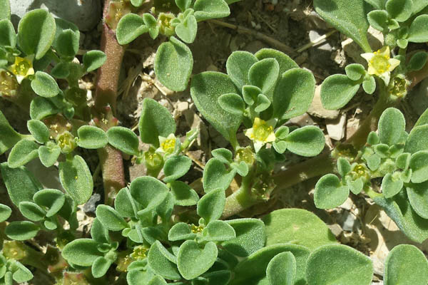 Aizoon canariense, Aizoon procumbens, Glinus chrystallinus, Purslane-leaved aizoon,ديموم كناري ,חיעד קנרי