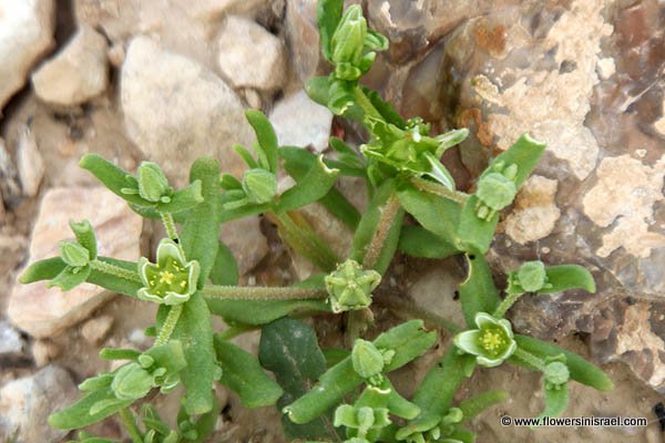 Aizoon hispanicum, Aizoanthemum hispanicum, Aizoon, Spanish aizoon, مليح, اصبع العروس, يشاند, חייעד ספרדי