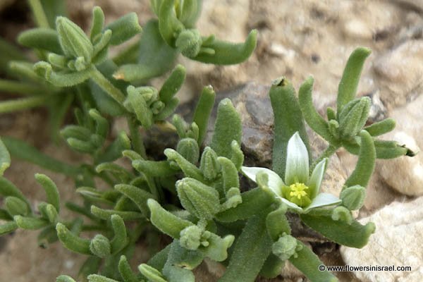 Aizoon hispanicum, Aizoanthemum hispanicum, Aizoon, Spanish aizoon, חייעד ספרדי