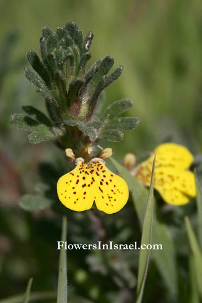 Ajuga chamaepitys, Ground pine, Yellow Bugle, חד-שפה מצוי