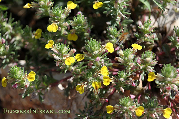 Ajuga chamaepitys, Ground pine, Yellow Bugle, חד-שפה מצוי