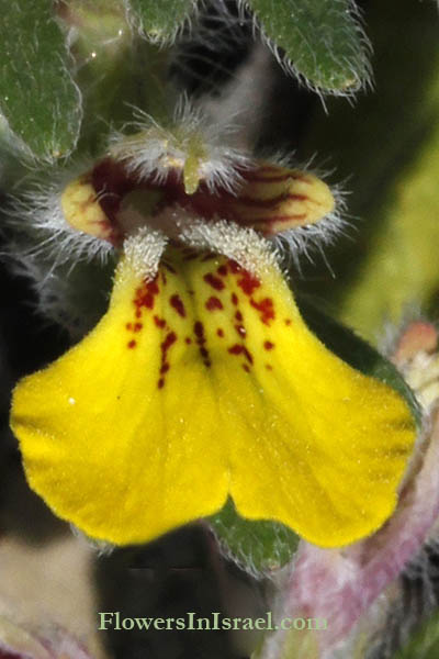 Ajuga chamaepitys, Ground pine, Yellow Bugle, חד-שפה מצוי