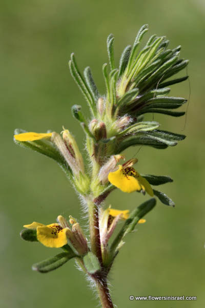 Flora of Israel online, Native plants, Palestine