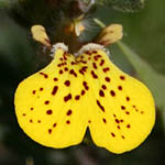 Ajuga chamaepytis, Israel, Yellow Flowers
