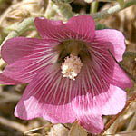 Alcea acualis, Israel, Purple Flowers