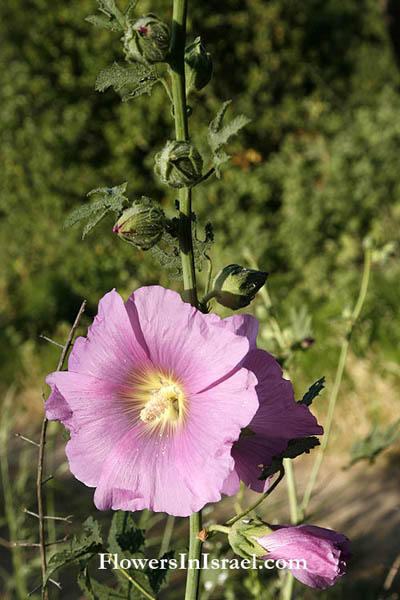 Alcea dissecta, Althaea dissecta, Hollyhock,الخطمية المقطعة , חטמית קרחת