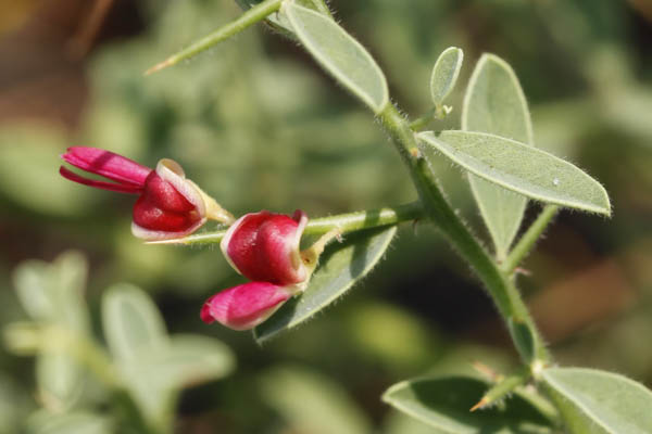 Flora of Israel online, Native plants, Palestine