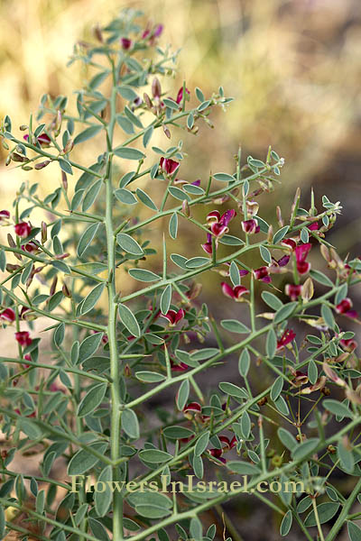 Alhagi graecorum, Alhagi maurorum, Camelgrass, Persian Manna Plant, הגה מצויה