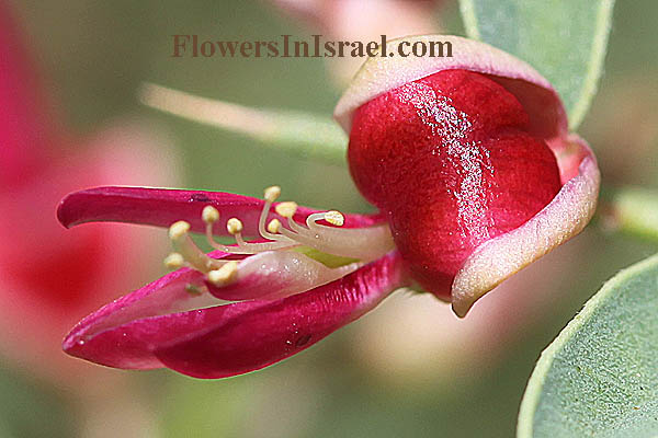 Wildflowers of Israel, wildflowers, Israel, Fleurs sauvages, Wildblumen, Fiori, флоры, Flores Silvestres