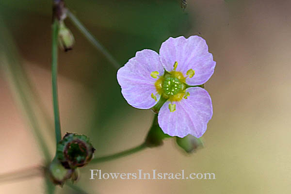 Israel Flowers, Fiori, флоры, Flores Silvestres