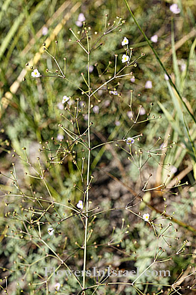 Alisma lanceolatum, Narrow-Leaved Water-plantain, כף-צפרדע איזמלנית,Slanke waterweegbree