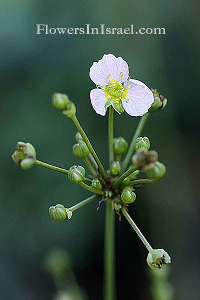 Alisma lanceolatum, Narrow-Leaved Water-plantain, כף-צפרדע איזמלנית,Slanke waterweegbree