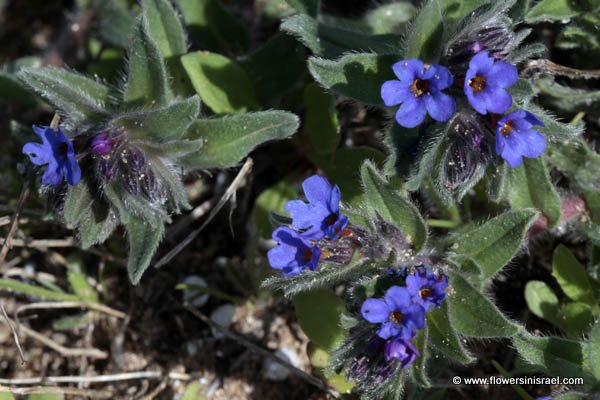 Flora of Israel online, Native plants, Palestine