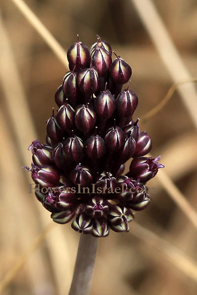 Allium curtum, שום קצר