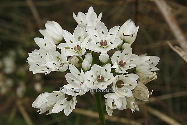 Flora of Israel online, Native plants, Palestine