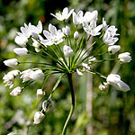 Allium neapolitanum, Flowers, Israel