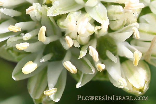 Allium orientale, Oriental garlic,بصيلة , ثوم الشرق ,שום מזרחי